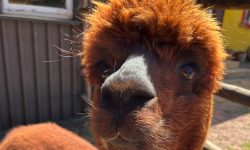 Ruhe bewahren und Alpakas führen!