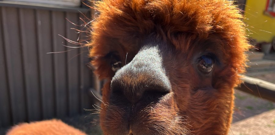 Ruhe bewahren und Alpakas führen!