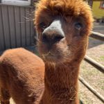 Alpaka_3