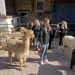Alpaka_6